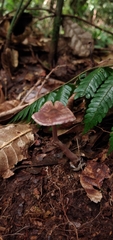 Cortinarius costaricensis