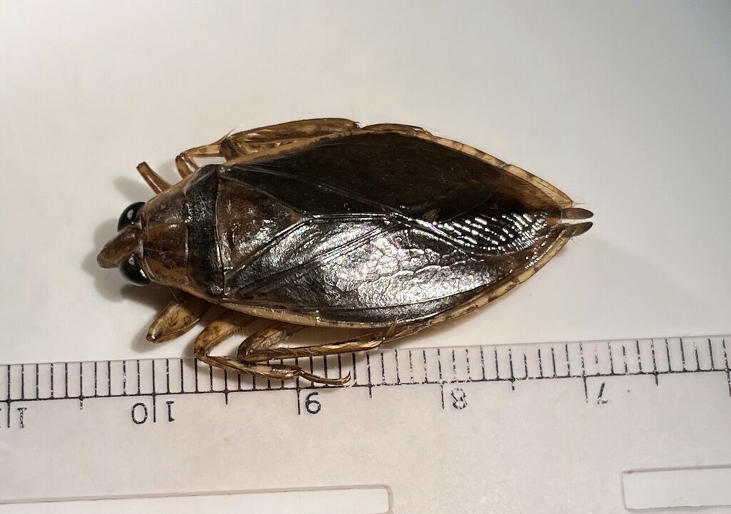 Belostoma subspinosum
