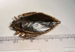 Belostoma subspinosum