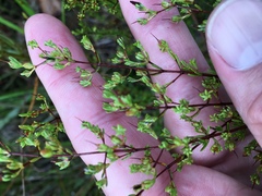Hypericum brachyphyllum