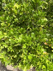 Synsepalum dulcificum