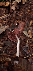 Cortinarius costaricensis