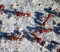 Pogonomyrmex barbatus