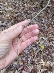 Crataegus berberifolia
