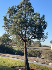 Pinus