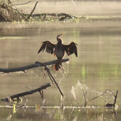 Anhinga rufa rufa