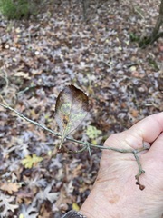 Crataegus berberifolia