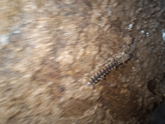 Asiomorpha coarctata