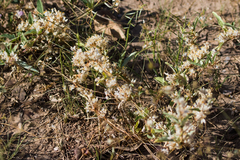 Cuscuta tuberculata