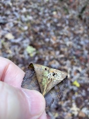 Crataegus berberifolia