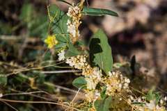 Cuscuta tuberculata