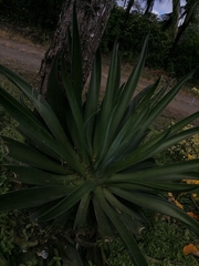 Agave inaequidens