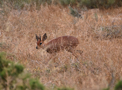 Raphicerus campestris campestris
