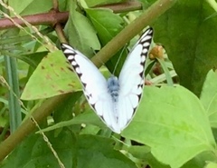 Appias libythea olferna