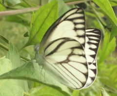 Appias libythea olferna
