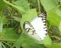 Appias libythea olferna