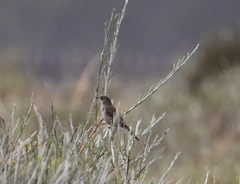 Cercotrichas coryphoeus