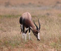 Damaliscus pygargus pygargus