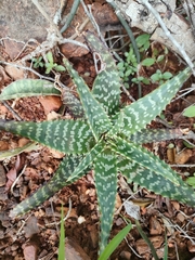 Aloe