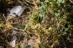 Cuscuta tuberculata
