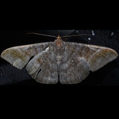 Sphacelodes vulneraria