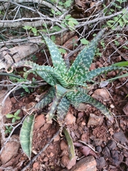 Aloe