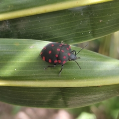 Pachycoris torridus