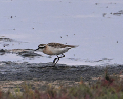 Charadrius pecuarius