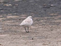 Charadrius marginatus
