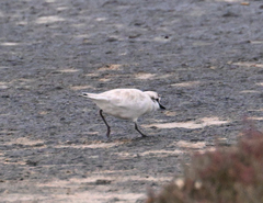 Charadrius marginatus