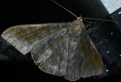 Sphacelodes vulneraria