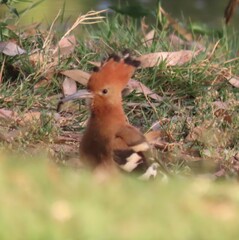 Upupa epops africana