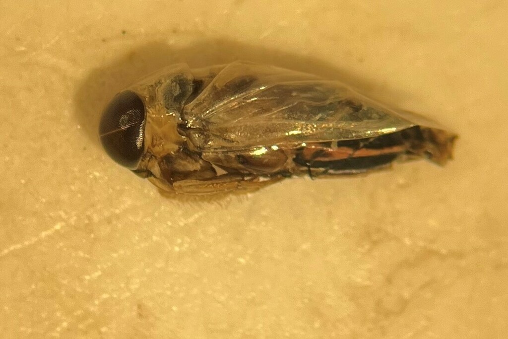 Buenoa platycnemis