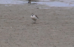 Charadrius marginatus