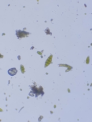 Zygodon viridissimus