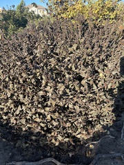 Magnoliopsida