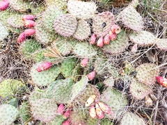 Opuntia macrorhiza