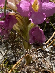Harveya purpurea
