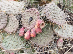 Opuntia macrorhiza