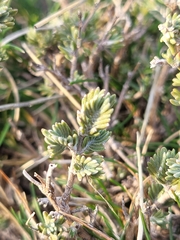 Thymus lacaitae