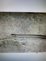 Psomophis genimaculatus