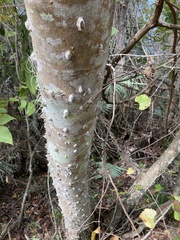 Zanthoxylum clava-herculis