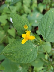 Sclerocarpus divaricatus