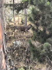 Odocoileus virginianus peruvianus
