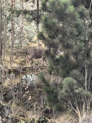 Odocoileus virginianus peruvianus
