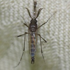 Culicidae