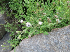 Senecio subrubriflorus