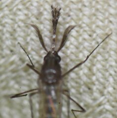 Culicidae
