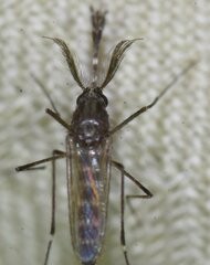 Culicidae