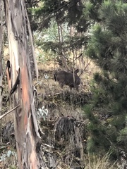 Odocoileus virginianus peruvianus